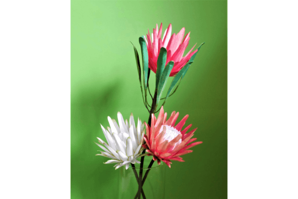 Download Blooming Protea - Blooming Collection